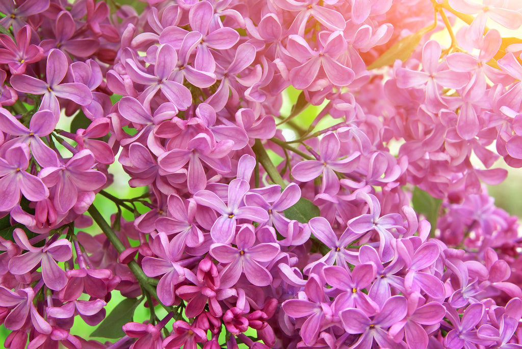 Mother's Day Events